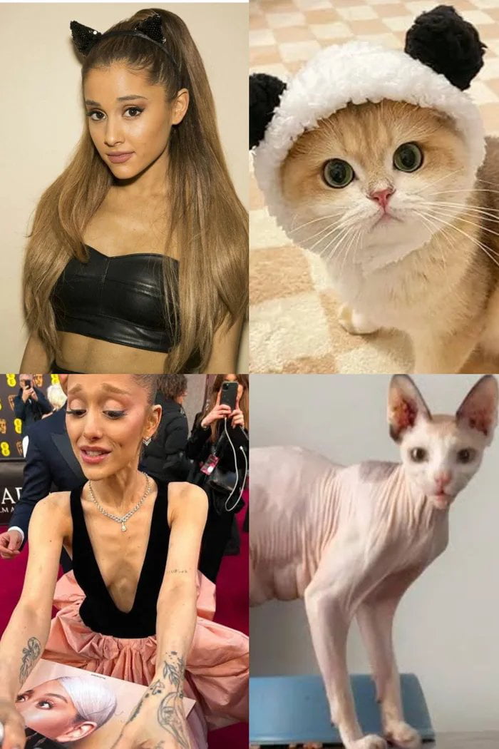 A 2x2 collage featuring two images of a celebrity (likely Ariana Grande) and two images of cats. Top-left: The celebrity with long brown hair, wearing a black leather crop top and black cat ear headband, posed neutrally. Top-right: A fluffy orange cat with green eyes wearing a white and black panda ear hat, sitting on a carpet, looking curious. Bottom-left: The same celebrity on a red carpet, wearing a black sleeveless top and pink skirt, holding a photo, with a smiling expression. Bottom-right: A hairless Sphynx cat with light pink skin, standing on a blue surface, looking neutral. The collage humorously compares the celebrity's cat-like appearance (cat ears) with actual cats, including a 'skinny' (hairless) cat, referencing the original title 'Skinny Cat.brwn'.