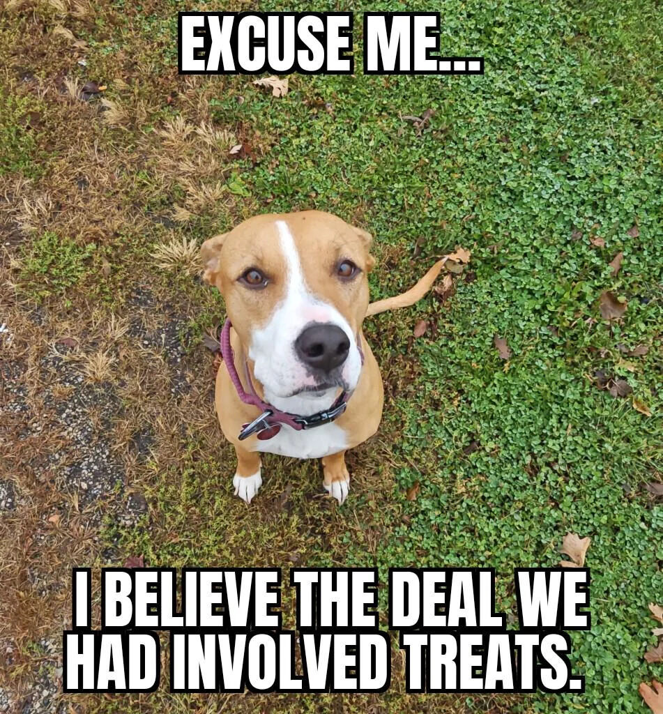 A photograph of a brown and white dog with a white stripe down its face looking up at the camera with a serious expression. The dog is wearing a purple collar and standing on a patch of grass with some dried brown areas. There are two text overlays: 'EXCUSE ME...' at the top and 'I BELIEVE THE DEAL WE HAD INVOLVED TREATS.' at the bottom. The humor comes from the dog appearing to politely but firmly remind its owner about a supposed agreement involving treats, giving the animal human-like communication skills and a sense of entitlement.