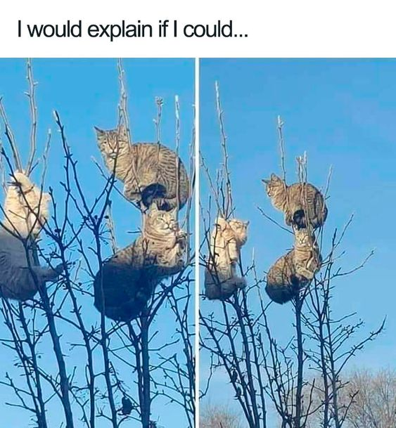 This is a two-panel meme showing multiple real domestic cats improbably stacked on top of each other, perched on thin bare tree branches against a clear blue sky. The left panel shows the top tabby cat looking directly at the camera, while the right panel shows all cats turned away from the viewer. The text at the top reads 'I would explain if I could...', leaning into the absurd, inexplicable charm of the scene: there is no logical reason for the cats to be arranged in this precarious stacked formation, which makes the image funny and whimsical.