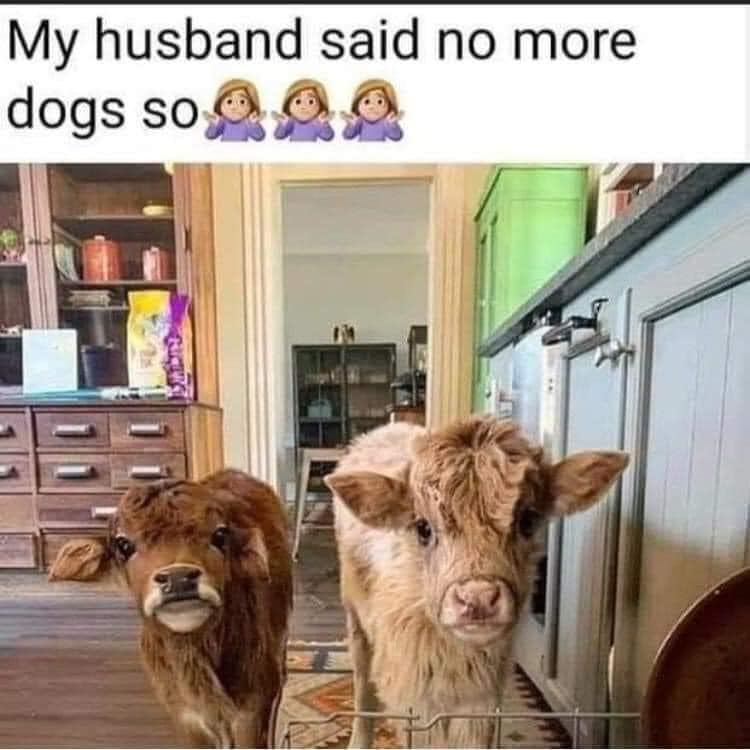 This wholesome meme uses a playful loophole to create a funny, heartwarming joke. The top overlay text reads: *My husband said no more dogs so 🤷♀️🤷♀️🤷♀️*, paired with a photograph of two adorable miniature cows standing in a home kitchen, looking directly at the viewer. The humor comes from subverting the 'no more dogs' rule by choosing an equally cute, pet-like animal instead, leaning into the wholesome, lighthearted tone of choosing a workaround that's still endearing.