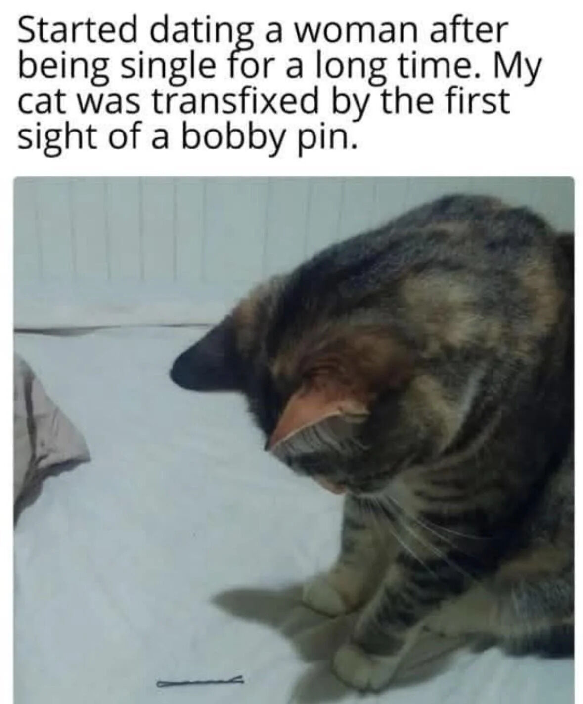 A meme consisting of a text caption and a photograph. The text reads: 'Started dating a woman after being single for a long time. My cat was transfixed by the first sight of a bobby pin.' Below the text is a photo of a calico cat leaning down, staring intently at a small bobby pin placed on a white surface (likely a bed or sheet). The cat's posture and focused expression emphasize its fascination with the bobby pin, a new item in the household due to the owner's new relationship. The tone is wholesome and humorous, highlighting a relatable, cute pet reaction to a mundane object.