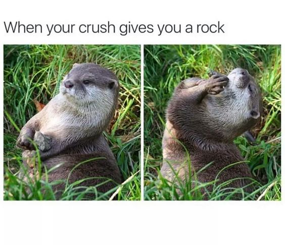 This is a two-panel wholesome meme. Top text reads 'When your crush gives you a rock'. The left panel shows a real otter resting in grass holding a small rock tight against its chest. The right panel shows the same otter holding the rock up, leaning back with a content, happy expression as it admires the gift. The joke combines the biological fact that otters treasure and keep their favorite small rocks for cracking shellfish, with the relatable feeling that any small, simple gift from a person you like becomes something incredibly precious to you.