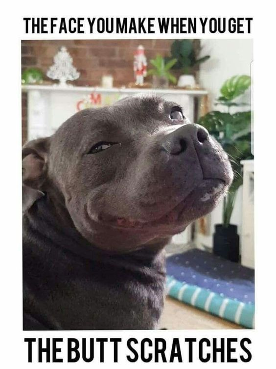 This is a humorous wholesome meme featuring a close-up photo of a grey pitbull dog. The dog tilts its head upward with a blissful, half-lidded, extremely content expression. Text placed above the image reads 'THE FACE YOU MAKE WHEN YOU GET', and text below the image reads 'THE BUTT SCRATCHES'. The joke draws a relatable comparison between the dog's euphoric expression and the face a human makes when they receive a satisfying scratch on an itchy, hard-to-reach area of their lower back or butt. The background of the photo shows a cozy residential living room with house plants, a mantel, and small Christmas decor items including a tiny white tree and Santa figurine.