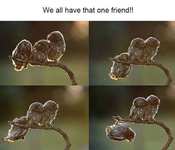 This is a 4-panel 2x2 grid meme that uses photos of three baby owls perched on a branch to tell a funny relatable joke. The top text reads "We all have that one friend!!". Across the four panels, one of the three owls progressively slips further and further off the branch, ending up fully hanging upside down below the other two owls who remain calmly perched together the entire time. The joke compares this odd one out owl to that one awkward, out-of-place, or struggling friend that every friend group has.