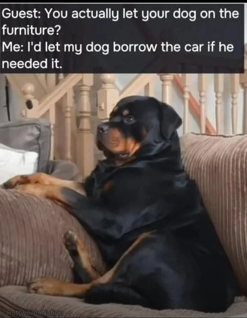A meme featuring a Rottweiler dog sitting comfortably on a brown couch, wearing a black cape that resembles a superhero costume. The dog has a relaxed and confident expression, with its front paws resting on the couch arm. Above the image, there is a humorous dialogue between a 'Guest' and 'Me' where the guest questions the dog being on the furniture, and 'Me' responds with an exaggeratedly permissive statement about letting the dog borrow a car if needed. The background includes a staircase with white railings, and a 'Rottweiler Nation' watermark is visible at the bottom.