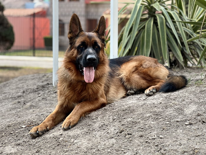 The image shows a healthy adult long-haired German Shepherd dog lying relaxed on an elevated patch of loose dirt outdoors. The dog has its mouth open, tongue extended, and looks directly at the camera with a calm, content expression. The background includes long-leafed green succulent plants, white fence posts, and out-of-focus suburban residential buildings, a paved path, and perimeter fencing, indicating a neighborhood outdoor setting. This photograph was shared as part of a 9Gag post stating that the dog, the poster's best friend, had been hit by a car and was undergoing emergency surgery, with the poster asking the 9Gag community to send positive well wishes for the dog's recovery.
