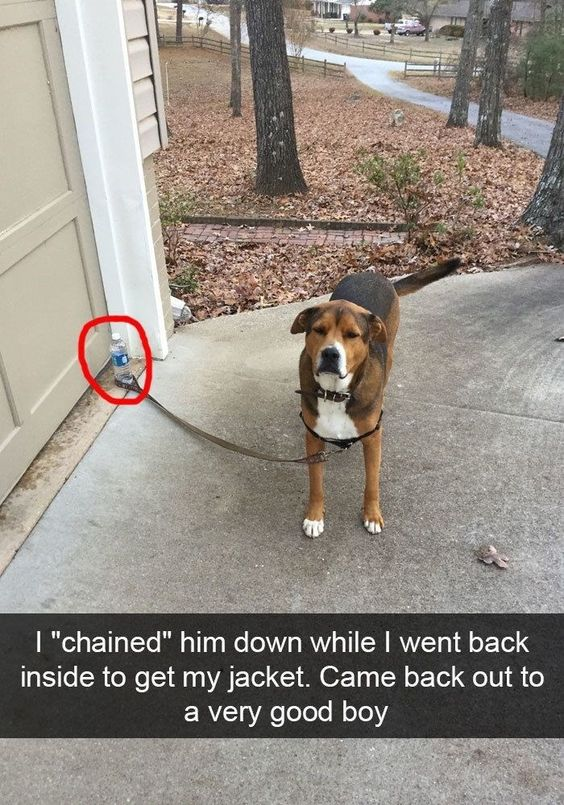 This image features a brown and white dog standing calmly on a concrete porch. The dog's leash is looped around a lightweight plastic water bottle (circled in red) instead of a sturdy anchor, like a post or chain. Below the photo, a caption reads: "I 'chained' him down while I went back inside to get my jacket. Came back out to a very good boy." The humor comes from a pun on the word 'chained'—the owner used a lazy, makeshift 'restraint' (the water bottle that the dog could easily move), but the obedient dog stayed exactly where he was, proving he's a well-behaved, 'very good boy'. This creates a heartwarming, wholesome funny moment that highlights the dog's trustworthiness and the owner's playful approach to keeping the dog nearby.