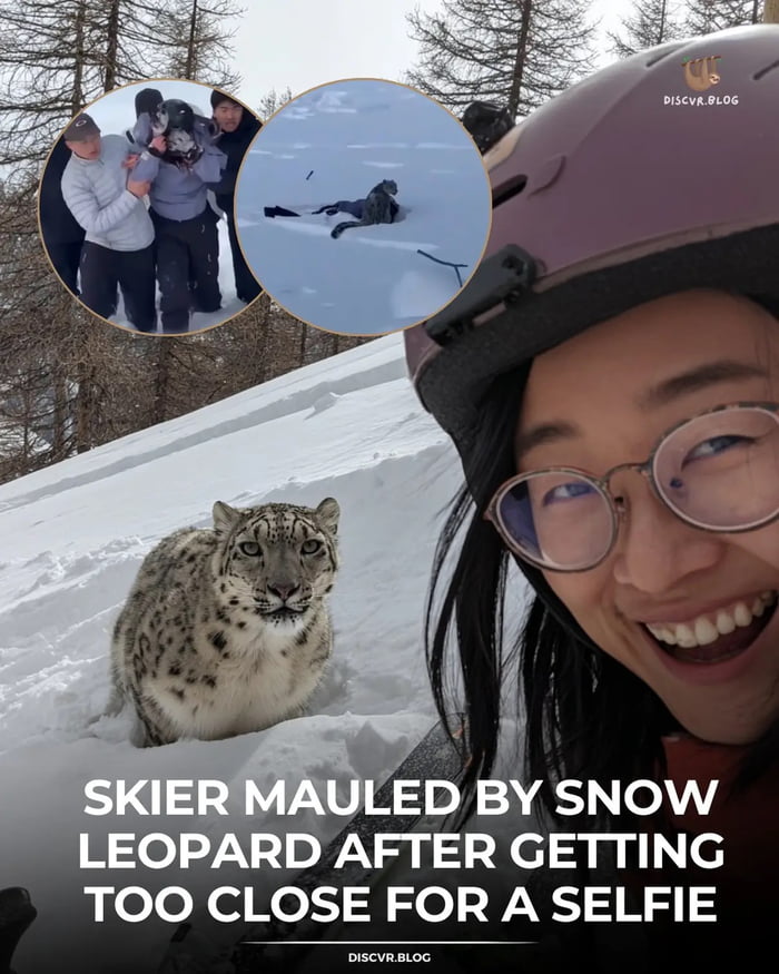 A satirical collage meme featuring a snow leopard sitting calmly in snow next to a smiling skier wearing glasses and a purple helmet, seemingly taking a selfie. The main text overlay reads 'SKIER MAULED BY SNOW LEOPARD AFTER GETTING TOO CLOSE FOR A SELFIE,' playing on the 'FAFO' (F around and find out) theme. Two circular inset images appear in the top left: one shows a group of people holding a snow leopard, and the other depicts a person lying motionless in snow, implying the skier's mauling as consequences for reckless behavior (getting too close to wildlife for a selfie). The background is a snowy mountain with trees, enhancing the winter/skiing context.