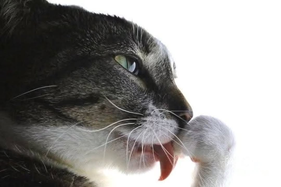 This image is a close-up side profile photograph of a grey tabby cat with white fur on its chest and paws, and light green eyes. The cat is caught mid-groom, licking its raised front paw, while looking off to the side with a distinctly unimpressed, skeptical, side-eye expression that appears to convey judgment or quiet disdain for something out of frame. The plain white background puts full visual focus on the cat's facial expression and grooming action.