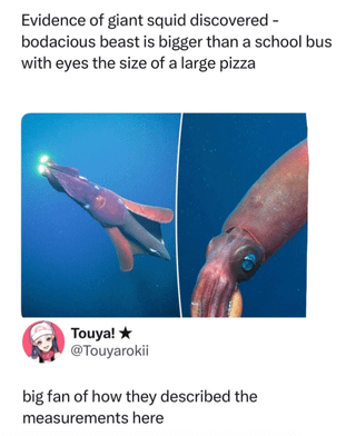 This meme features a news headline announcing the discovery of a giant squid, describing the animal as bigger than a school bus with eyes the size of a large pizza. Below the headline are two side-by-side underwater photographs of a giant squid: one shows the full body of the squid, while the other is a closeup shot focusing on the squid's large eye. Underneath the photos is a Twitter/X comment from user @Touyarokii joking that they are a big fan of the casual, relatable food-based measurement used to describe the squid's eye instead of formal units of measurement.