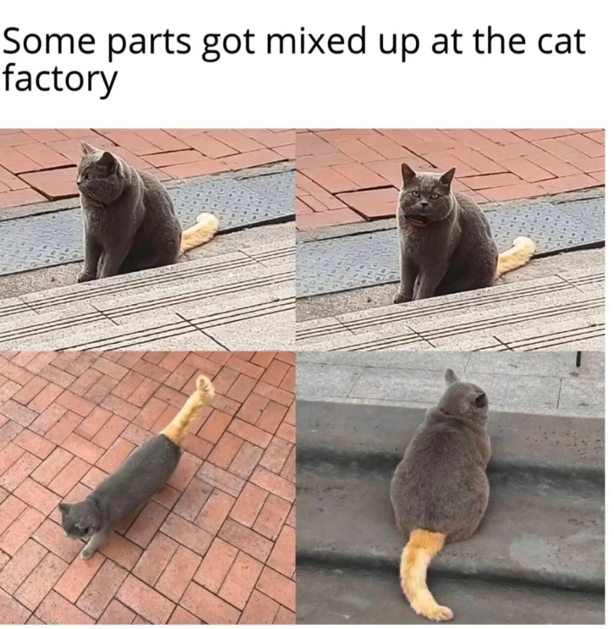 This is a 4-panel collage meme centered on a solid grey domestic shorthair cat with a distinctly mismatched light orange/yellow tail, a visual oddity that forms the core of the joke. The top of the meme features the caption 'Some parts got mixed up at the cat factory'. The four panels show the cat from multiple angles: top left shows the cat sitting and looking to its left, top right shows it sitting and facing directly towards the camera, bottom left shows the cat walking across red brick pavement from an overhead angle highlighting its full body, and bottom right shows the cat from the back while sitting, all emphasizing the stark color difference between the cat's grey fur and its orange tail, creating a silly gag that implies the cat was incorrectly assembled in a fictional 'cat factory' that builds cats from separate parts.