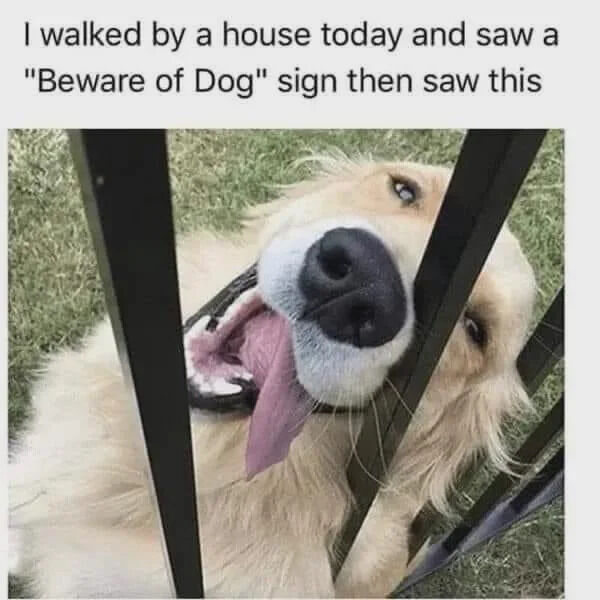 A wholesome meme consisting of a photograph and accompanying text. The image shows a golden retriever dog lying behind a black metal fence. The dog has a cheerful, playful expression with its mouth open and tongue hanging out, looking up at the camera. Above the photograph is text that reads: 'I walked by a house today and saw a "Beware of Dog" sign then saw this.' The humor arises from the contrast between the typically intimidating 'Beware of Dog' warning sign and the friendly, harmless appearance of the dog, creating a lighthearted and endearing effect.