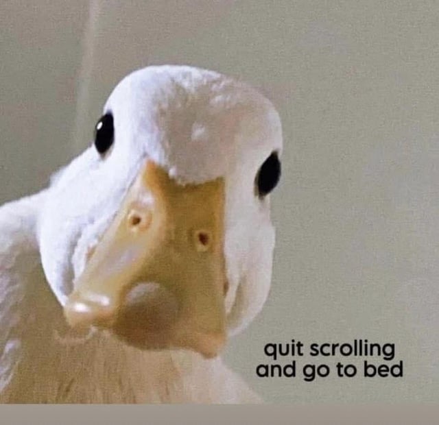 This is a single-panel reaction meme featuring a close-up shot of a white duck with a pale orange beak staring directly at the viewer with a blank, unblinking, deadpan expression. Black sans-serif text is placed in the bottom right corner reading "quit scrolling and go to bed". The meme playfully chides users who are staying up late browsing the internet, referencing the mythical Mr Sandman who brings sleep, implying sleep will arrive shortly if they follow the instruction to stop scrolling and go to bed.