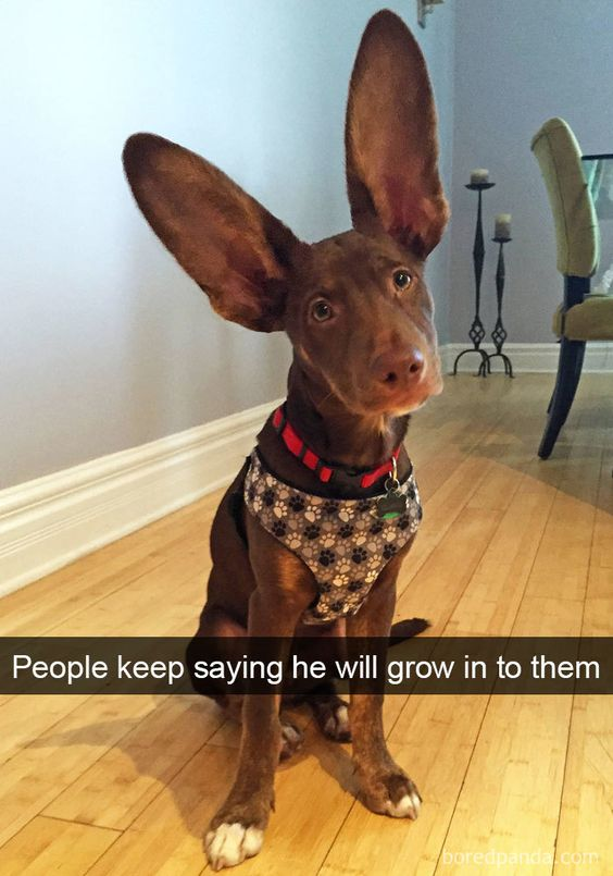 A photograph of a brown dog with exceptionally large ears sitting on a light wooden floor. The dog has a short brown coat, white-tipped paws, and is wearing a red collar with a matching red harness adorned with a pattern of small paw prints. In the background, there is a light gray wall with white baseboards, a black metal candle holder with two candles, and a beige dining chair with dark legs. At the bottom of the image, there is a caption in white text: 'People keep saying he will grow in to them,' playfully referencing the dog's disproportionately large ears relative to its body size.