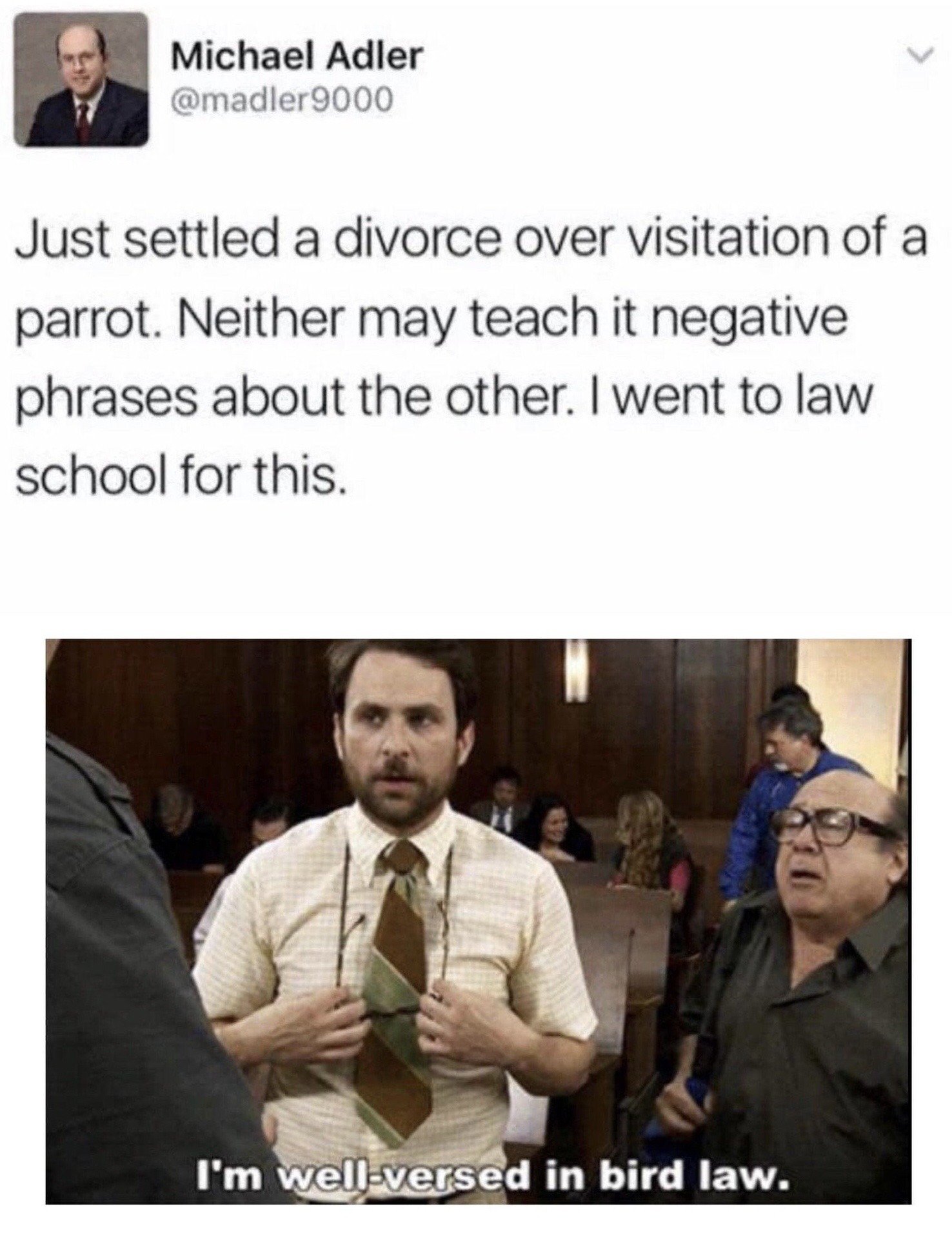 This meme combines two separate pieces of content for comedic effect. The top section is a screenshot of an X (formerly Twitter) post from user Michael Adler @madler9000, who is a lawyer, describing an absurd divorce case he settled: the contested issue was visitation rights for a shared parrot, with the stipulation that neither ex-spouse can teach the parrot negative phrases about the other, and the lawyer jokes he went to law school for this exact scenario. The bottom section is a screenshot from the sitcom *It's Always Sunny in Philadelphia*, showing the character Charlie Kelly in a courtroom, with the caption "I'm well-versed in bird law", referencing a running joke from the series where Charlie claims to be an expert in the fictional legal field of bird law. The joke draws a perfect parallel between the absurd real legal case involving a bird and the iconic meme reference to fake bird legal expertise.