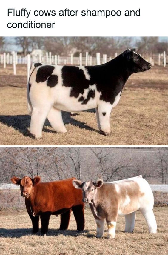 This is a 2-panel wholesome humorous meme. The top panel features a large, extremely fluffy black and white spotted cow standing on dry, yellowish grass in an open fenced farm field, facing to the right. The bottom panel shows two more fluffy groomed cows: one full reddish-brown cow with dark lower legs, and one light tan and white cow, both standing on the same dry grass and looking directly at the camera. The text caption placed above the two panels jokes that these unusually fluffy, soft-looking cows are the result of cows using shampoo and conditioner, drawing a funny parallel between the cows' voluminous groomed fur and the soft, bouncy hair people get after using hair care products.