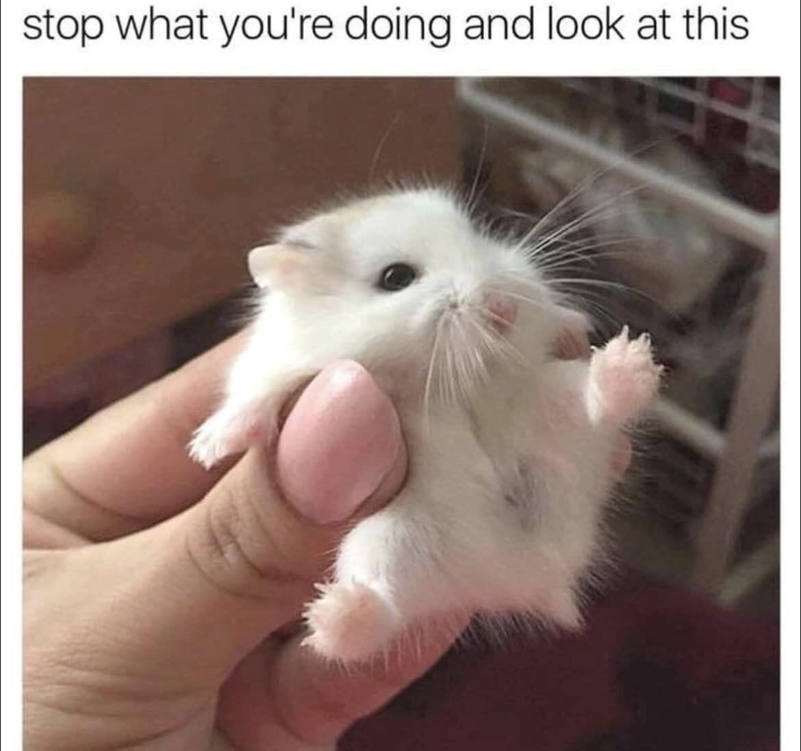 This is a heartwarming wholesome meme featuring a tiny, fluffy white hamster being gently held in a human's hand. The hamster appears small enough to fit comfortably in the palm, with wide, curious eyes and tiny pink paws raised slightly. The overlaid text at the top reads *"stop what you're doing and look at this"*, urging viewers to pause their activities and appreciate the adorable animal. The image evokes a warm, comforting feeling, designed to lift moods and spread positivity through cute animal content.