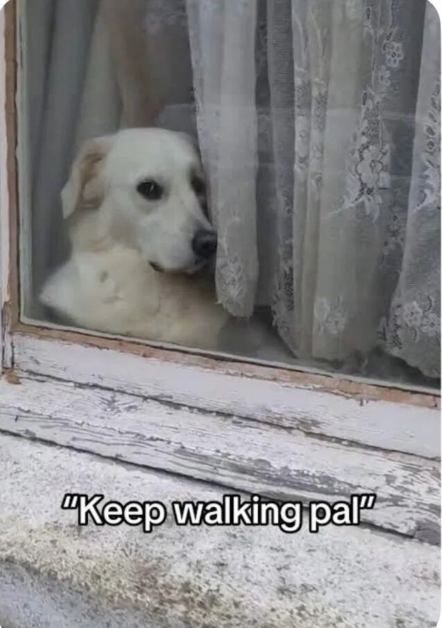 This is a wholesome animal meme featuring a real pale golden retriever peeking through a gap in lace curtains inside a home, looking out through an old weathered window at the street outside. Overlaid text reads "Keep walking pal", adding a gentle humorous implication: the dog is a calm observer telling passersby to continue on their way, rather than expecting attention or to be taken for a walk.