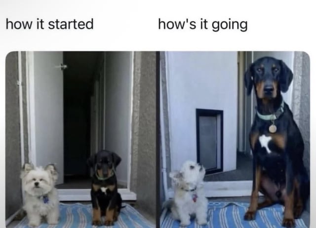 A two-panel comparison meme titled 'how it started' (left) and 'how's it going' (right) featuring two dogs at different life stages. The left panel shows a small white dog and a small black puppy sitting side by side on a blue and white striped mat in front of a doorway. The right panel shows the same white dog (slightly larger) and the black dog grown into a significantly bigger adult, sitting on the same mat in the same location, emphasizing their growth over time.