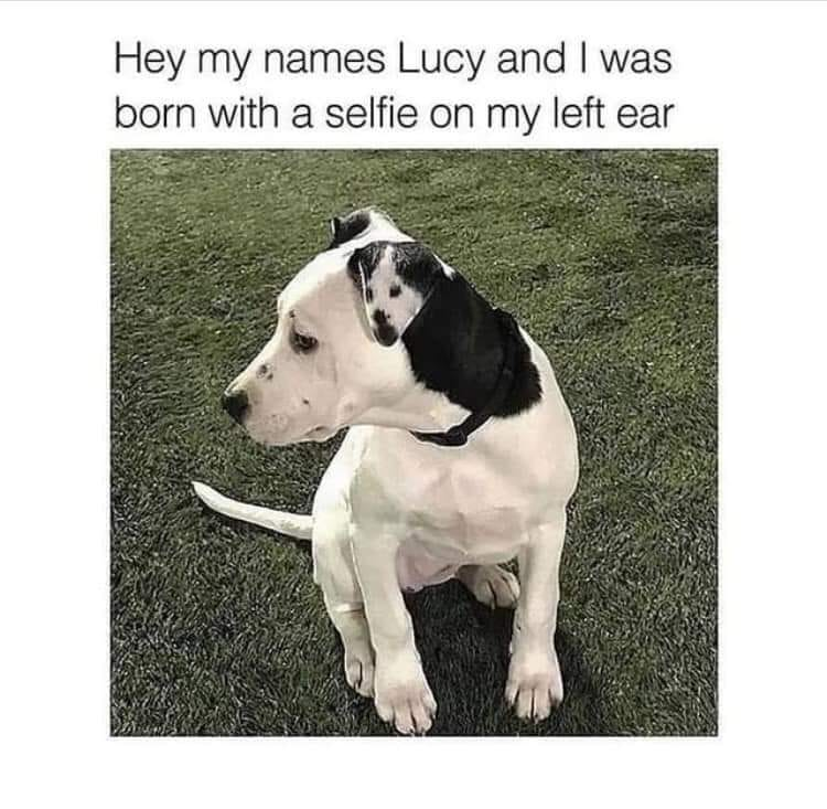 This meme features a photograph of a white dog named Lucy sitting upright on dark green artificial grass, facing left with a calm, neutral expression. The dog has black markings on its left ear that coincidentally form an image resembling a person holding up a phone to take a selfie, with visible spots that mimic a human face and the shape of a mobile device. Text overlaid above the photo jokes that Lucy was born with a selfie on her left ear, pointing out the funny natural marking.