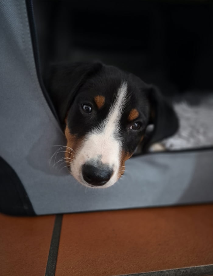 This is an original photograph of a young tricolor (black, white, and brown markings) puppy, newly adopted by the poster and named Chewie. The puppy peeks its head out from the opening of a gray enclosed pet bed or carrier, rests its head on the edge of the enclosure, and looks directly at the camera with a calm, curious expression.