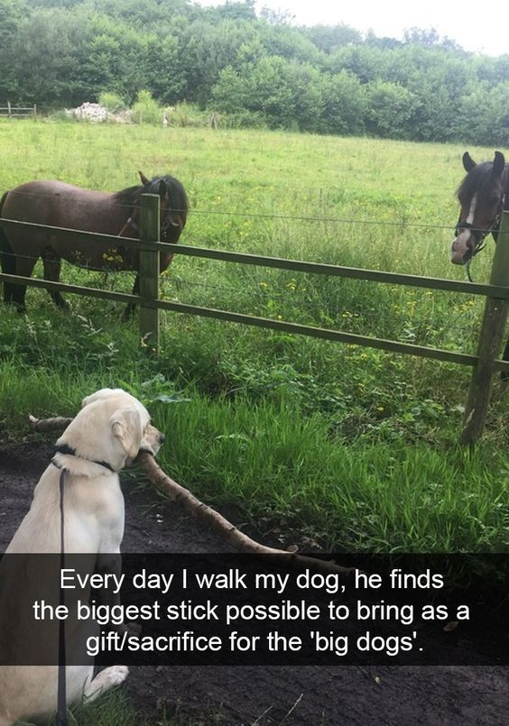 The image depicts a light-colored dog, likely a Labrador, sitting on a dirt path during a walk. The dog is holding an unusually large stick in its mouth and looking towards two horses standing behind a wooden fence in a grassy field with trees in the background. The horses, one brown and one with a dark mane, appear to be observing the dog. A text overlay at the bottom of the image explains the dog's behavior: 'Every day I walk my dog, he finds the biggest stick possible to bring as a gift/sacrifice for the 'big dogs'.' The scene is wholesome and humorous, highlighting the dog's innocent perception of the horses as 'big dogs' and its daily ritual of offering a stick as a gift.