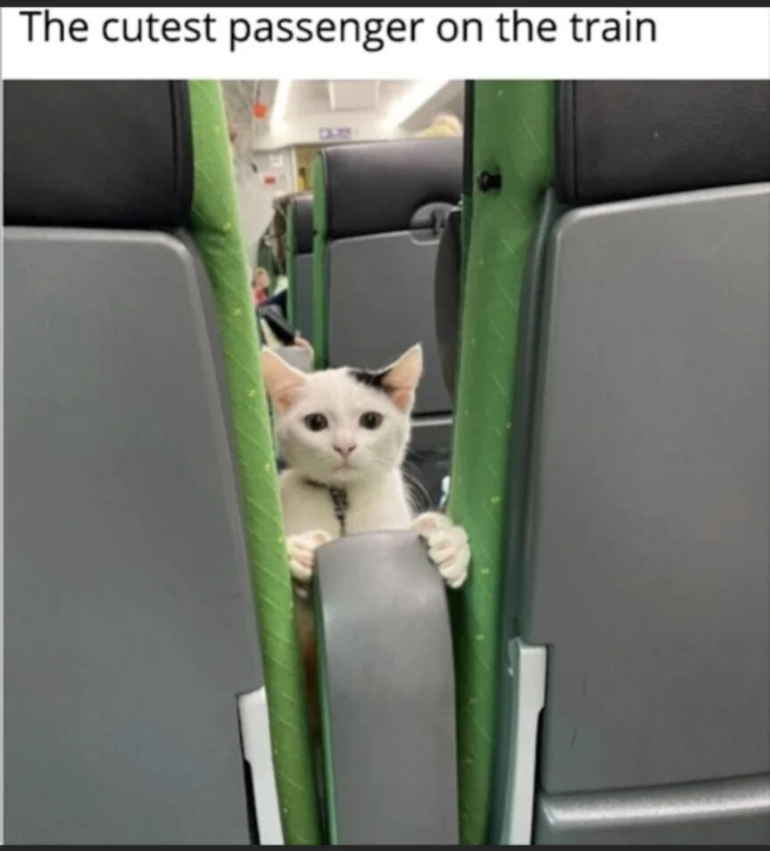 The image shows a white cat with a small black patch on its head sitting in a train seat. The cat grips the seat's armrest with both front paws, peeking through the narrow gap between two adjacent train seats and looking directly at the camera with a curious, wide-eyed expression. At the top of the image, the text reads 'The cutest passenger on the train', emphasizing the cat's role as an unexpected, adorable feline passenger on public transport. The scene is wholesome and amusing, capturing a charming, unplanned moment of a cat in an unusual setting for pets.