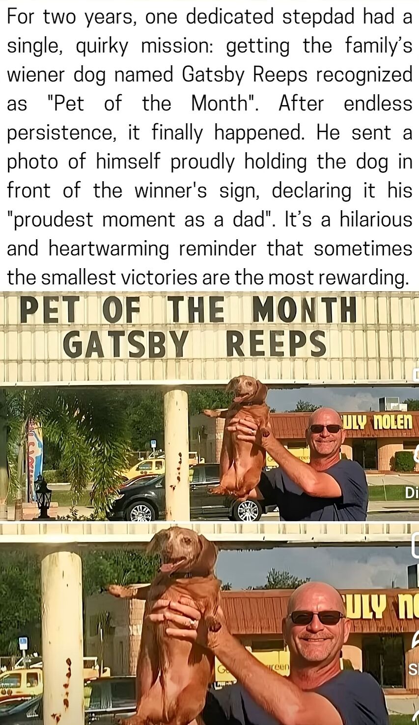 A heartwarming meme consisting of a text narrative above two vertically stacked photographs. The top image shows a middle-aged bald man wearing sunglasses and a dark shirt, proudly holding a small brown wiener dog (Gatsby Reeps) in front of a large yellow 'PET OF THE MONTH GATSBY REEPS' sign. The bottom image is a closer crop of the same scene, emphasizing the dog's happy expression and the man's joyful posture. The accompanying text explains the man (a stepdad) spent two years campaigning to get Gatsby recognized as Pet of the Month, calling this achievement his 'proudest moment as a dad.' The content blends humor with genuine emotion, celebrating small, meaningful victories in family life.