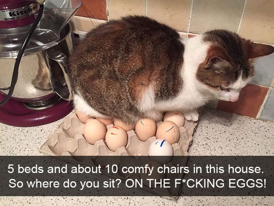This humorous meme features a real brown and white domestic cat sitting directly on an open carton of eggs resting on a speckled kitchen countertop, next to a maroon KitchenAid stand mixer against a tiled backsplash. The bottom text overlay jokes that the house has 5 beds and 10 comfortable chairs available, but the cat still chooses to sit directly on the carton of eggs. The joke relies on the universal, well-known cat behavior of ignoring all comfortable, appropriate furniture to sit on the most random, inconvenient spot possible.