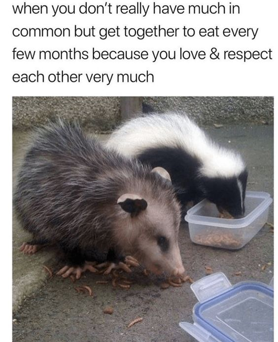 The meme features text at the top that reads 'when you don’t really have much in common but get together to eat every few months because you love & respect each other very much'. Below the text is a photograph of two different animals, an opossum and a skunk, peacefully eating food next to each other outdoors on concrete: the opossum is eating mealworms scattered on the ground, while the skunk eats from a clear plastic container of dry food. The odd pairing of the two dissimilar animals serves as a cute, relatable visual metaphor for casual, long-standing friendships where people do not share many interests but still care deeply for each other and connect over shared meals.