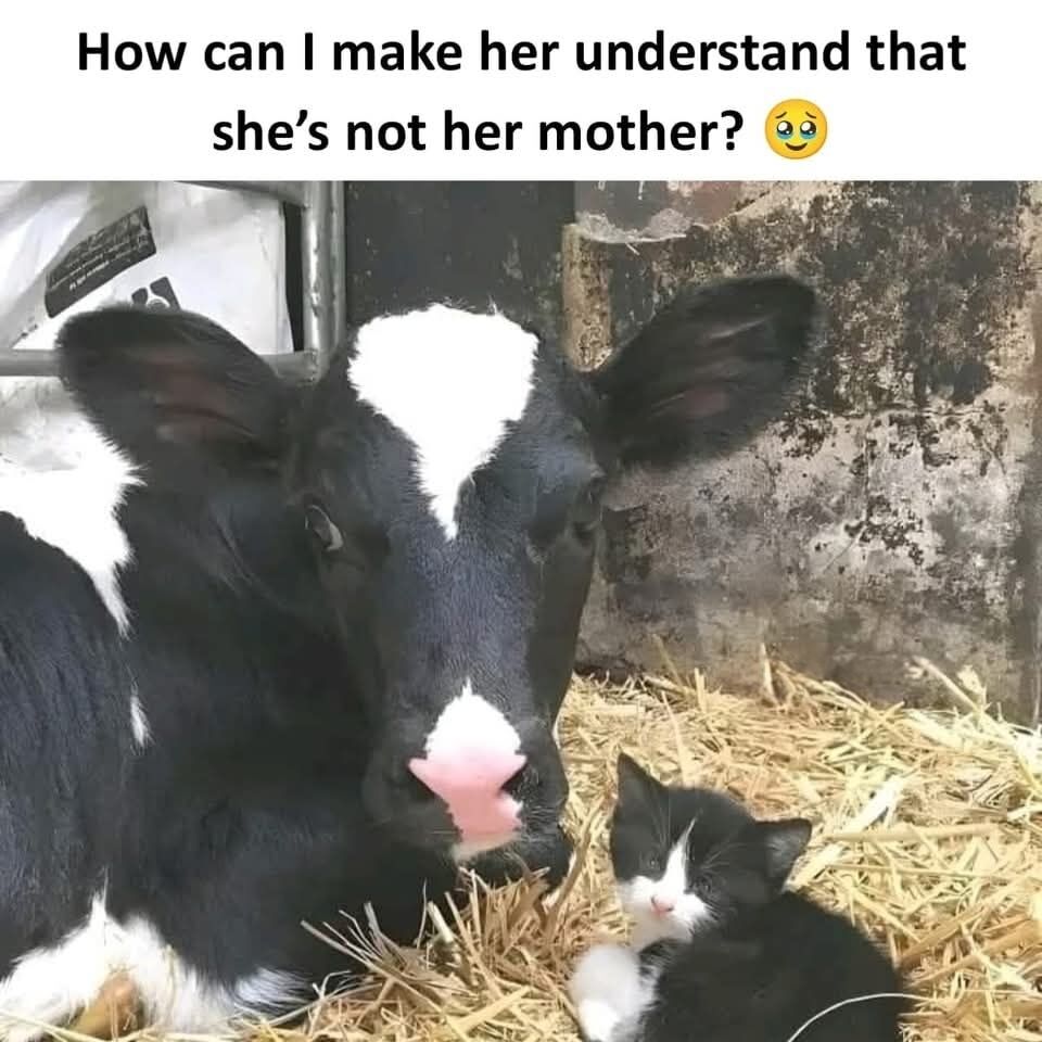 This meme features a photograph of a black and white Holstein cow lying on dry straw bedding in a barn setting, positioned right next to a small black and white kitten that has nearly identical black fur with white facial and paw markings that match the cow's pattern. Text above the photo reads "How can I make her understand that she’s not her mother?" alongside a pleading, teary-eyed smiling emoji. The humorous, wholesome joke relies on the visual similarity between the cow and kitten, implying either the kitten believes the cow is its mother, or the cow has adopted the kitten as its own calf, with the poster pretending to be confused about how to correct this sweet cross-species misunderstanding.