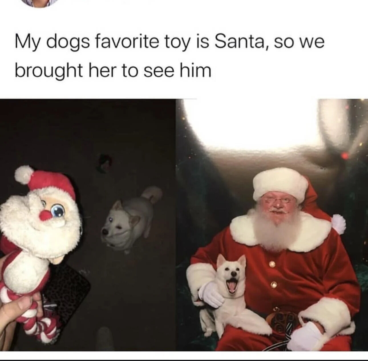 A two-panel meme featuring a heartwarming Christmas-themed story. The top text reads, 'My dogs favorite toy is Santa, so we brought her to see him.' The left panel shows a close-up of a hand holding a cheerful Santa Claus plush toy with large blue eyes, red hat, and white beard, while a white dog (likely a Shiba Inu or similar breed) stands in the dimly lit background, looking towards the plush. The right panel shows the same white dog sitting on the lap of a person dressed in a traditional red Santa Claus costume with white trim and beard; the dog has its mouth open in an excited expression, appearing happy to be with the 'real' Santa. The contrast between the toy Santa and the human Santa creates a wholesome and amusing narrative of a pet's joy meeting its favorite toy come to life.