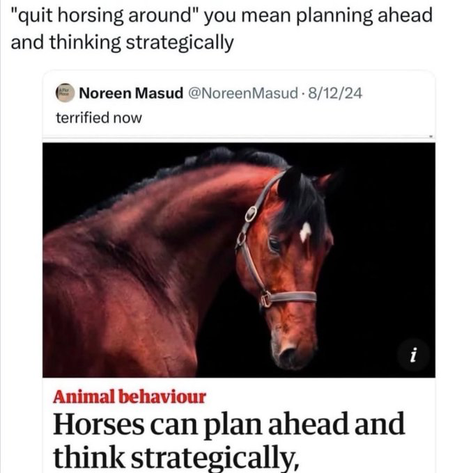 This meme uses wordplay on the common English idiom 'quit horsing around', which traditionally means to stop being silly and wasting time. The top text reinterprets the phrase as referring to actual strategic planning, paired with a screenshot of an X (Twitter) post from user Noreen Masud that reads 'terrified now', a photo of a stern-looking brown horse, and a news headline under the 'Animal behaviour' section that states 'Horses can plan ahead and think strategically'. The joke frames the idiom as accidentally correct about horses engaging in real forward planning, implying horses have been 'horsing around' as intentional strategic activity the whole time, which is the reason for the poster's fear.
