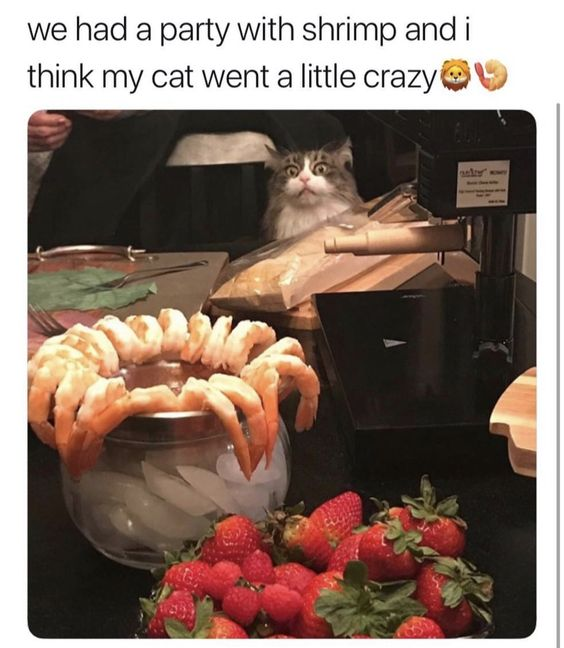This meme features a photograph of a domestic cat staring intensely with wide, shocked eyes at a glass bowl filled with cooked shrimp arranged around its rim, sitting on ice. In the foreground, a pile of fresh strawberries is visible. Above the image, the text reads: "we had a party with shrimp and i think my cat went a little crazy 🦁🍤". The cat's focused, obsessed expression humorously captures the relatable moment of a pet fixated on forbidden food, creating a wholesome and funny vibe for pet owners and food lovers alike.