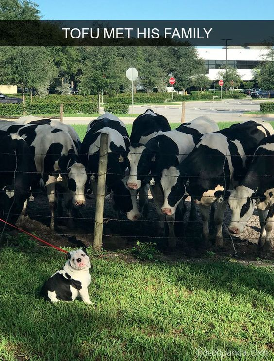 This wholesome, humorous meme features a black-and-white bulldog named Tofu sitting on green grass in the foreground, secured with a red leash. Behind him, a group of black-and-white dairy cows crowd against a barbed wire fence, all gazing toward the dog. The overlay text at the top reads "TOFU MET HIS FAMILY", leaning into the visual joke: the dog's coat pattern perfectly matches the cows, framing the encounter as a heartwarming, silly "long-lost family reunion". The humor comes from the playful parallel between the dog's coloring and the cows, treating the chance meeting as a meaningful family gathering. The background shows a suburban/office park setting with trees, a road, and low-rise buildings, indicating the scene takes place in a public area where cows are kept nearby.