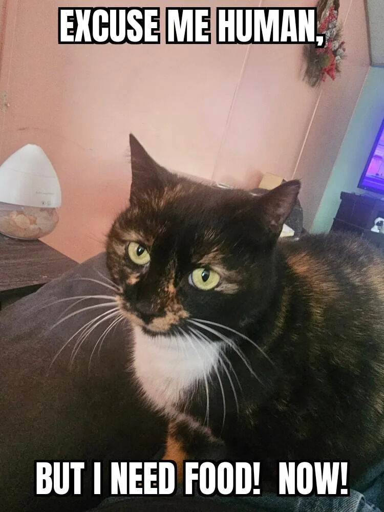 A close-up photograph of a tortoiseshell cat with striking green eyes sitting on a gray surface. The cat has a black, brown, and orange coat with a white chest and whiskers, and is looking directly at the camera with an intense, insistent expression. The background features a pink wall, a small wooden table with a white rounded object (possibly a humidifier), and a TV displaying a purple screen in the distance. Bold white text with black outlines is overlaid at the top: 'EXCUSE ME HUMAN,' and at the bottom: 'BUT I NEED FOOD! NOW!', creating the humorous impression that the cat is politely yet urgently demanding food from its owner.