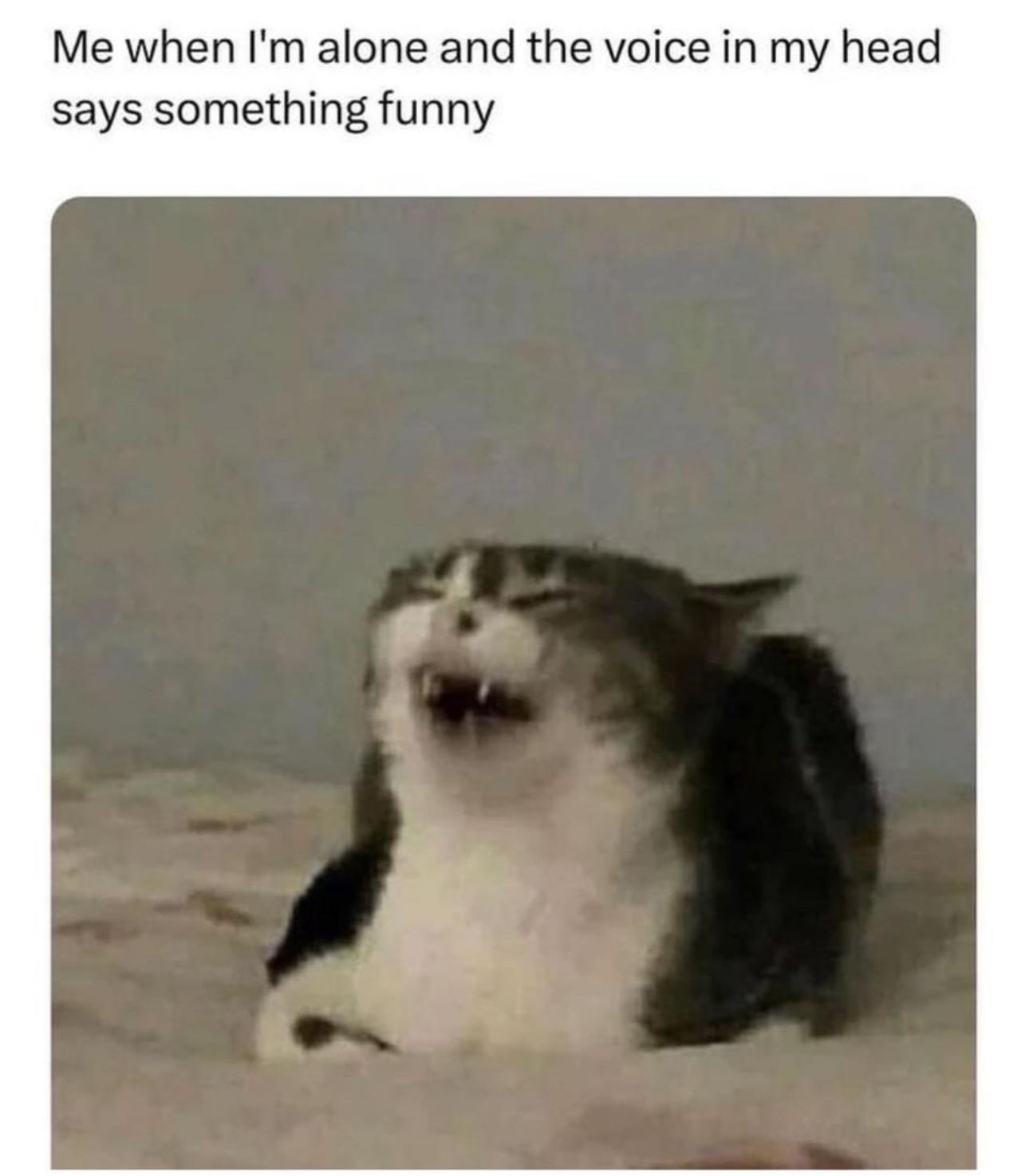 A meme featuring a photograph of a gray and white cat lying on a soft surface with its mouth wide open, appearing to laugh or make a funny expression. The text at the top reads: 'Me when I'm alone and the voice in my head says something funny'. The cat's posture and expression humorously represent someone laughing at their own thoughts.