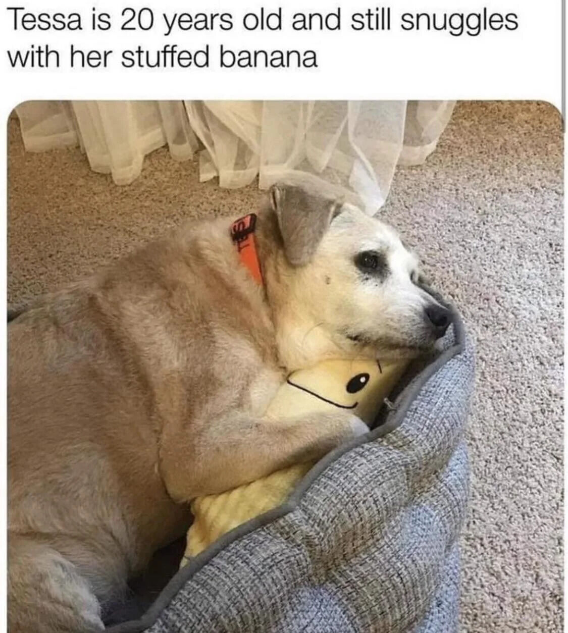 The image features an elderly dog named Tessa lying on a beige carpet. She is wearing an orange collar with a tag and is curled up, gently holding a yellow stuffed banana toy with a simple black smiley face. The background includes a white, sheer curtain partially visible at the top. Above the image, there is text that reads, "Tessa is 20 years old and still snuggles with her stuffed banana." Tessa appears calm and content, showcasing a heartwarming moment of an aging pet retaining her attachment to a comfort toy.