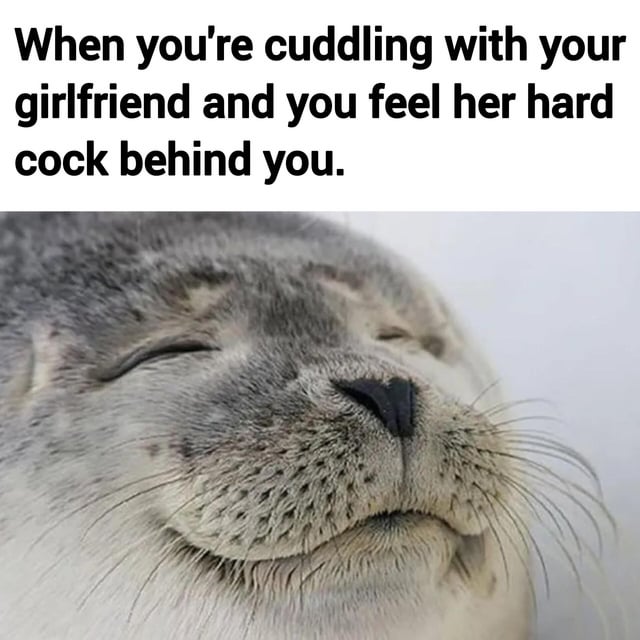 The meme features a two-part layout: a top text panel and a bottom image panel. The text reads, "When you're cuddling with your girlfriend and you feel her hard cock behind you," setting up a surprising and humorous scenario. Below the text is a close-up photograph of a seal with its eyes gently closed, whiskers relaxed, and mouth slightly upturned, conveying a peaceful, content expression. The contrast between the unexpected, risqué text and the seal's innocent, calm demeanor creates the meme's comedic effect, implying the seal's reaction mirrors the shock or bemusement of the situation described.