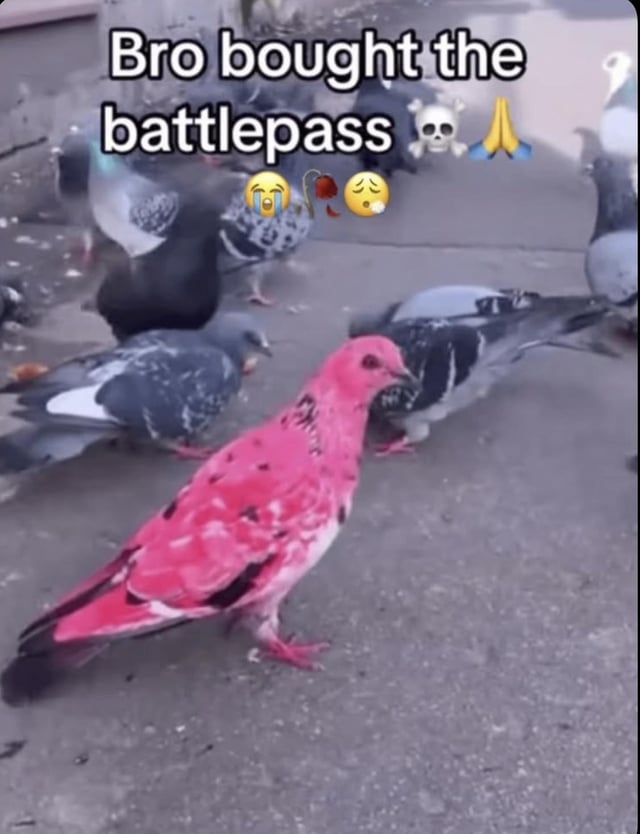 A meme image depicting a group of pigeons on a concrete surface. Among the typical gray and black pigeons, there is one distinct bright pink pigeon with black spots, standing out prominently. The top of the image features overlaid text: 'Bro bought the battlepass' followed by emojis: a skull (💀), folded hands (🙏), a crying face (😭), a drop of blood (🩸), and another crying face (😢). The humor arises from the pink pigeon (anomalous among normal pigeons) being metaphorically compared to someone who 'bought the battlepass'—a premium gaming feature—implying they stand out excessively or foolishly, likely due to spending money on in-game content.