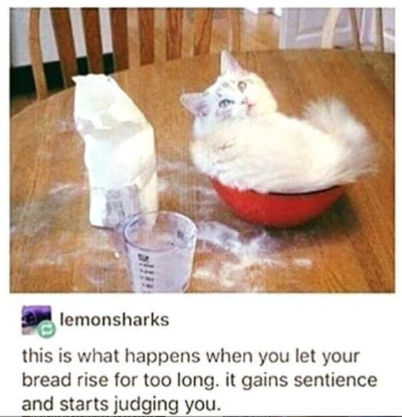 This meme features a photograph of a fluffy white cat curled up inside a red mixing bowl on a wooden table. The table is dusted with spilled flour, with an open flour bag and a measuring cup nearby. Below the image, a caption reads: 'this is what happens when you let your bread rise for too long. it gains sentience and starts judging you.' The core humor is a visual pun: the cat's fluffy appearance resembles over-risen bread dough, and the caption jokes that the bread has become self-aware and is judging the viewer for their baking mistake. The cat's wide, unimpressed expression reinforces the 'judgmental' joke, playing into the common stereotype of cats being disapproving pets.