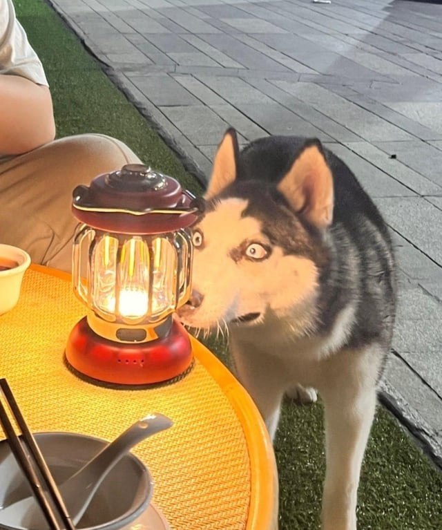 A candid photograph showing a Husky dog with a curious and slightly startled expression, leaning forward to investigate a lit red and gold lantern placed on a yellow woven outdoor table. The Husky has wide, bright eyes and its nose is close to the lantern. Partially visible is a person sitting at the table, with their arm and knee in frame. On the table, there are bowls and chopsticks, suggesting an outdoor dining setting. The background features a paved walkway and green grass, indicating an outdoor environment, possibly a patio or restaurant outdoor seating area.
