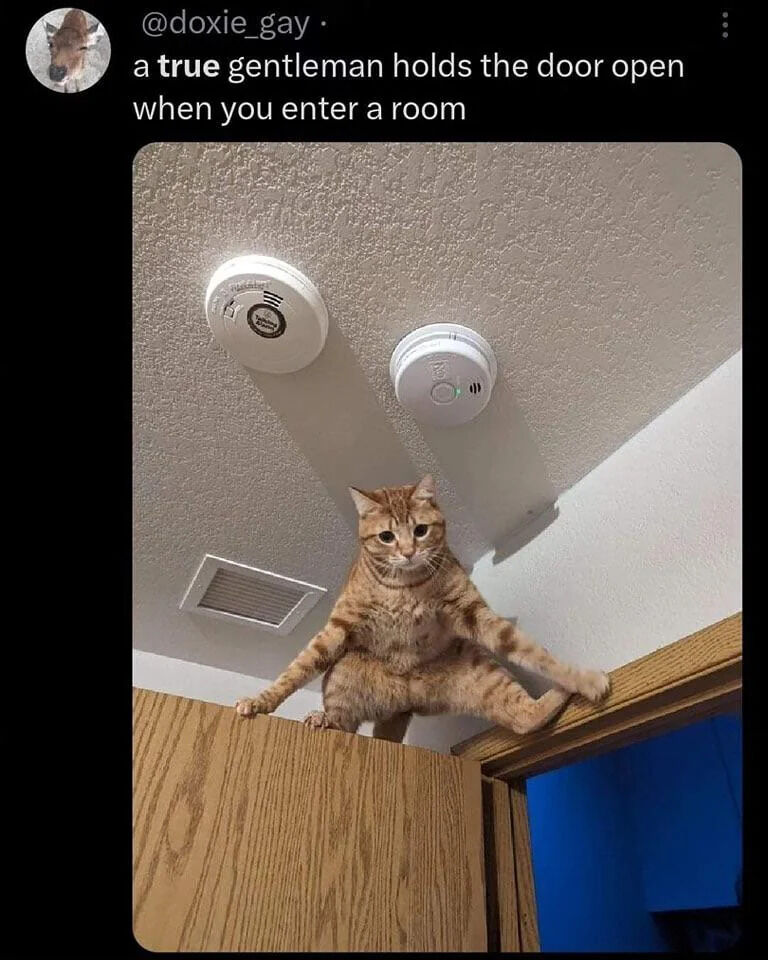 A screenshot of a Twitter/X post by user @doxie_gay featuring a photo of an orange tabby cat. The tweet text above the image reads, 'a true gentleman holds the door open when you enter a room.' The image shows the cat sitting on a wooden door frame with its legs spread wide, appearing to physically hold the door open. The background includes a textured ceiling with two smoke detectors and a ceiling vent. The cat has a neutral, focused expression, and its posture humorously mimics the human gesture of holding a door open as a polite 'gentlemanly' act.