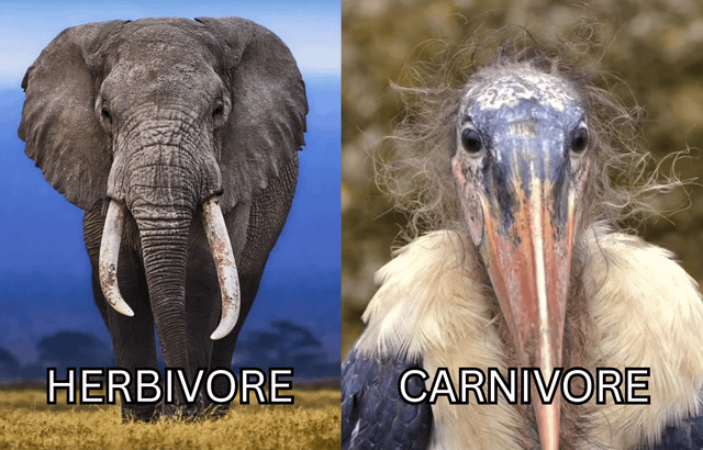This is a split-panel comparison meme contrasting herbivores and carnivores. The left panel features a large, calm African elephant standing on savanna grass, labeled 'HERBIVORE' in bold white text at the bottom. The right panel features an up-close shot of a marabou stork, which has a naturally unkempt, unsettling appearance with stringy messy feathers around its bald head and a long sharp beak, labeled 'CARNIVORE' in matching bold text. The humor comes from the extreme visual contrast between the imposing but calm, clean-looking herbivore elephant and the weird, creepy-looking carnivorous stork, exaggerating the difference between the two dietary categories for comedic effect.