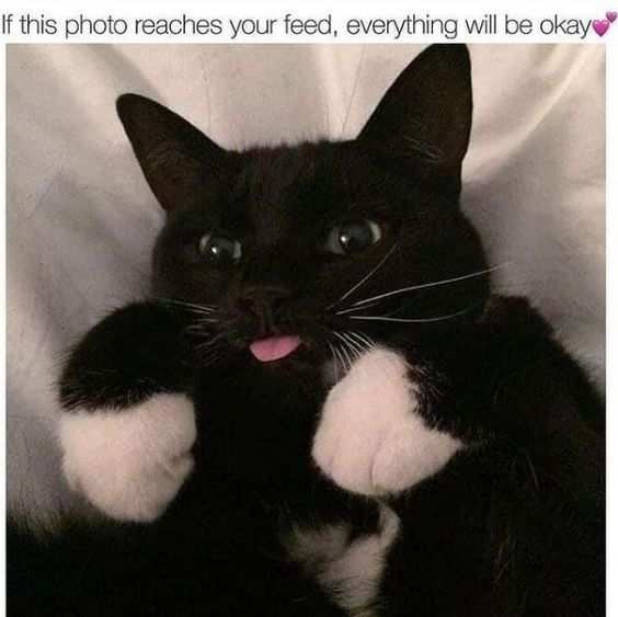 A heartwarming image of a black cat with white paws lying on its back, sticking its tongue out playfully and looking up at the viewer. The cat's front paws are raised, showcasing its white fur, against a soft, light-colored background. At the top of the image, there is a text overlay that reads 'If this photo reaches your feed, everything will be okay' followed by a red heart emoji, conveying a reassuring and wholesome message.