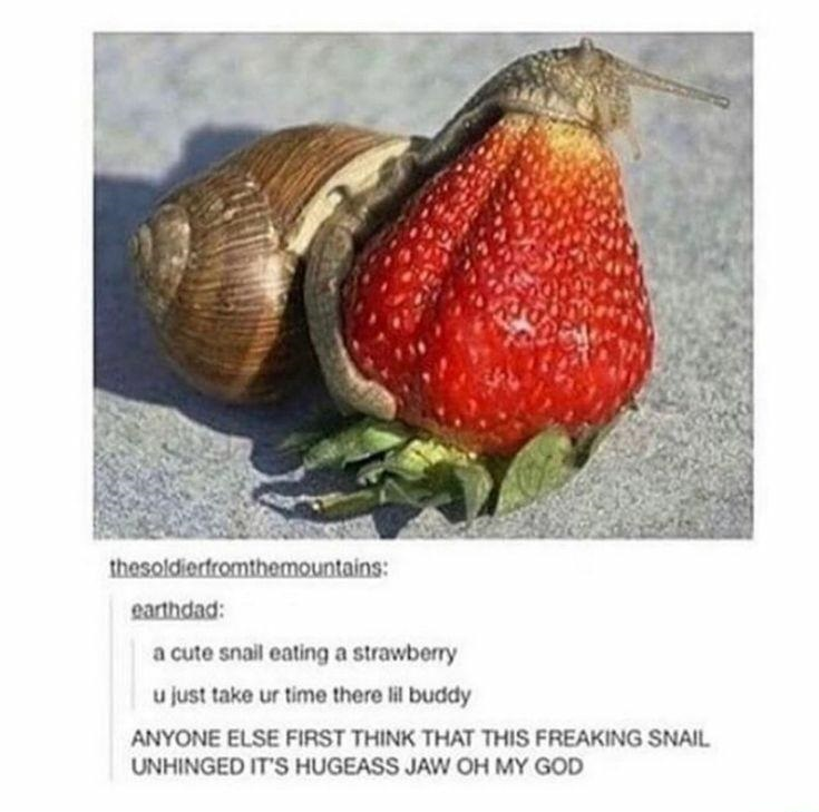 This meme combines a real-life photograph and a Tumblr-style comment thread screenshot. The top photograph shows a snail positioned over a strawberry, creating a forced perspective optical illusion: at first glance, it appears the snail has unhinged an enormous jaw to engulf the strawberry, but in reality, the snail's body is simply resting on the fruit. Below the photo, the comment thread features two contrasting interpretations: user 'earthdad' shares a wholesome take, writing 'a cute snail eating a strawberry u just take ur time there lil buddy', while a follow-up comment expresses shocked disbelief at the initial misleading visual: 'ANYONE ELSE FIRST THINK THAT THIS FREAKING SNAIL UNHINGED IT'S HUGEASS JAW OH MY GOD'. The humor stems from the stark contrast between the gentle, wholesome reaction and the startled response to the optical illusion.