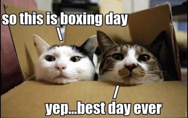 Two real cats—one white with black patches and one tabby—peek out from the opening of a cardboard box, their heads side by side. The cat on the left has a white face with a pink nose, and the cat on the right has a tabby pattern with a pink nose. Both have wide, curious eyes and relaxed expressions. Overlaid text at the top reads 'so this is boxing day' and at the bottom 'yep...best day ever,' creating a pun on 'Boxing Day' (the holiday) by referencing cats' well-known love for boxes.