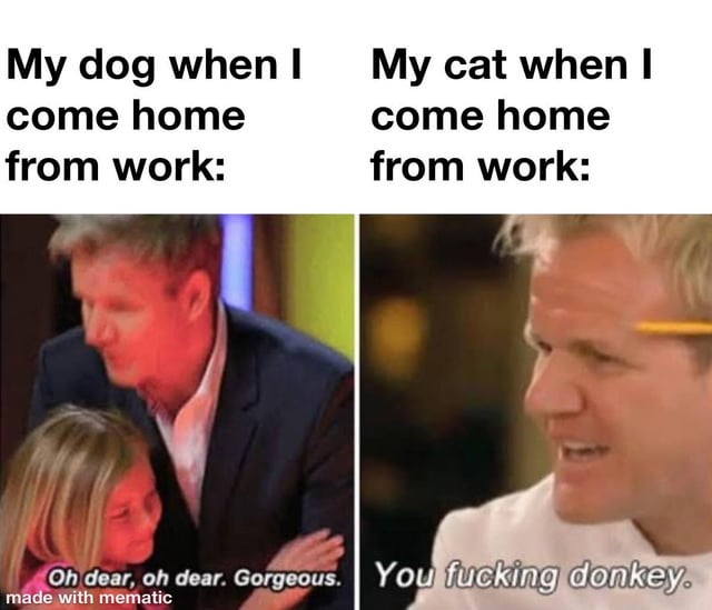A two-panel comparison meme contrasting a dog's and cat's reaction when their owner comes home from work. The left panel, labeled 'My dog when I come home from work:', shows Gordon Ramsay hugging a child with the subtitle 'Oh dear, oh dear. Gorgeous.' The right panel, labeled 'My cat when I come home from work:', shows Gordon Ramsay looking annoyed with the subtitle 'You fucking donkey.' A 'made with mematic' watermark is present at the bottom left.