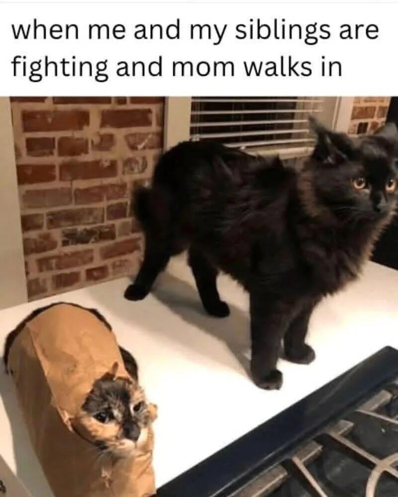 This relatable meme uses a photo of two real pet cats to illustrate the common childhood experience of siblings getting caught fighting by their mother. A smaller cat has a brown paper bag stuck over most of its body and head, implying it was the one instigating or got into trouble during the fight, while a larger black cat stands stiffly staring directly at the viewer (who is positioned as the mom walking in) with a perfectly innocent look, pretending it had no involvement in the fight. The top text sets the context of the joke.