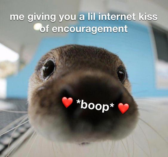 A close-up photograph of an otter's face, focusing on its nose and large, expressive eyes. The otter appears to be leaning forward, creating an intimate, endearing perspective. Overlaid on the image is text at the top: 'me giving you a lil internet kiss of encouragement'. On the otter's nose, there are two red heart graphics flanking the word '*boop*', emphasizing a playful, affectionate gesture. The background is blurred, with hints of a blue object and a light-colored surface, keeping the focus on the otter's face. The overall tone is wholesome and uplifting, designed to convey encouragement through a cute animal image with playful text elements.